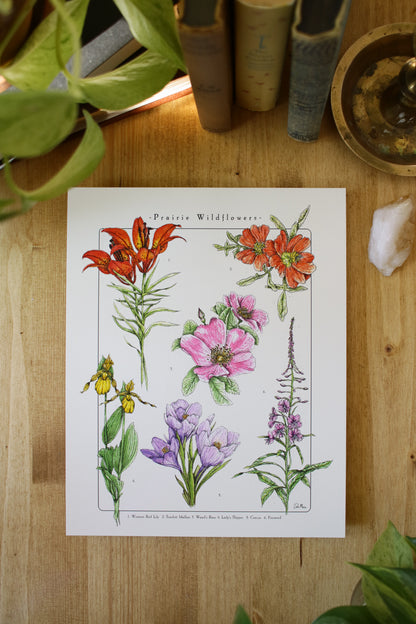 Prairie Wildflowers - Infographic