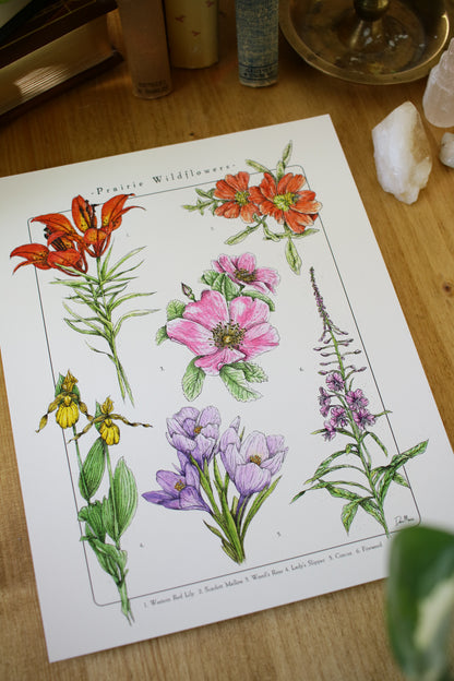 Prairie Wildflowers - Infographic