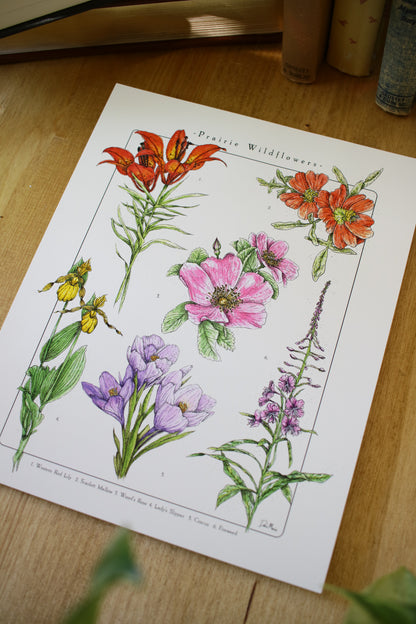 Prairie Wildflowers - Infographic