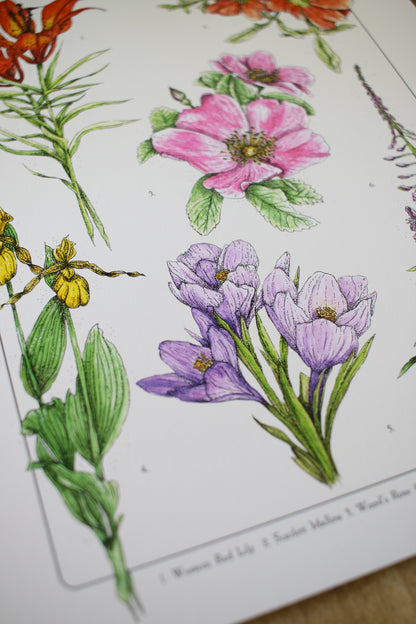 Prairie Wildflowers - Infographic