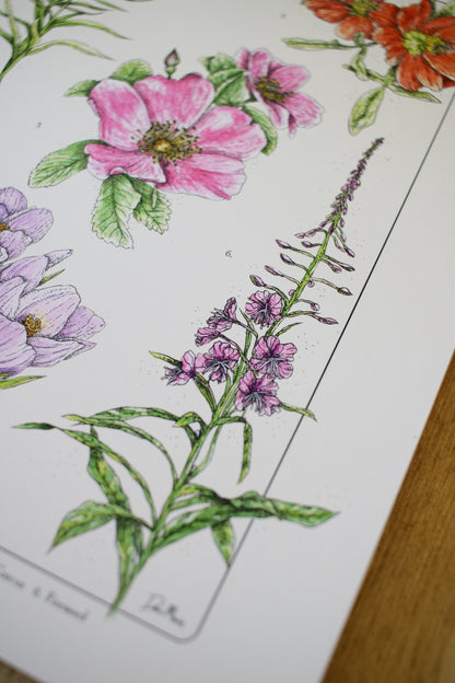 Prairie Wildflowers - Infographic