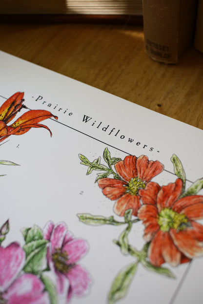 Prairie Wildflowers - Infographic