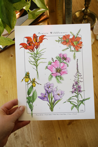 Prairie Wildflowers - Infographic