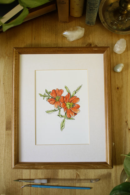 Scarlet Mallow