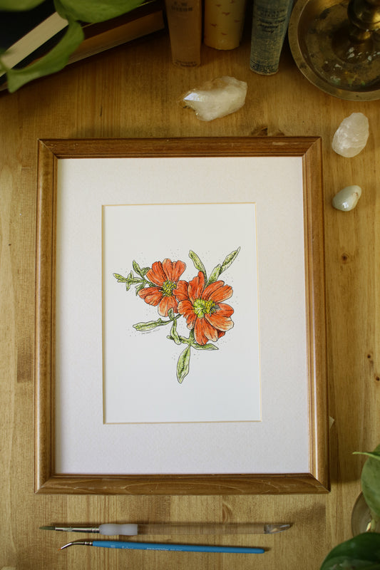 Scarlet Mallow