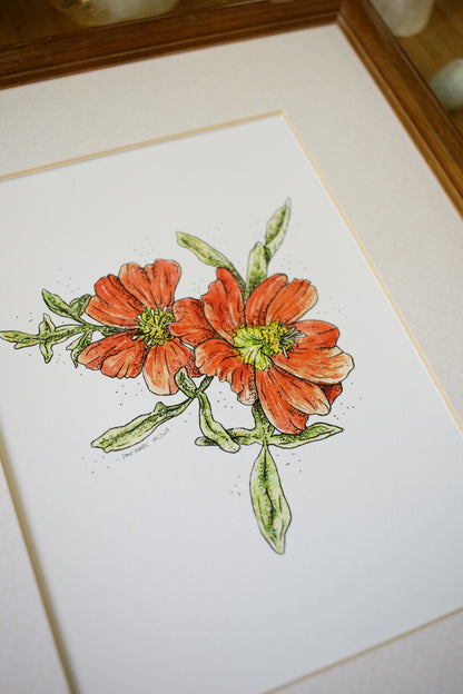 Scarlet Mallow