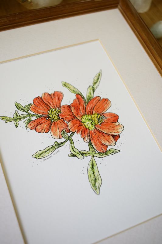 Scarlet Mallow