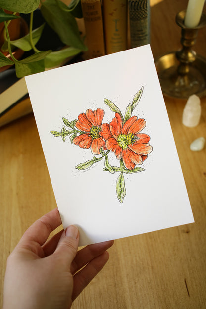 Scarlet Mallow