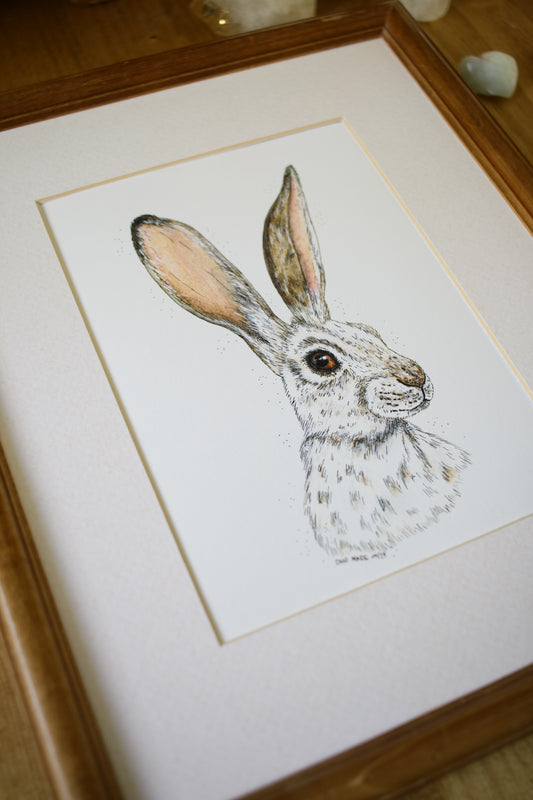 Winter Hare