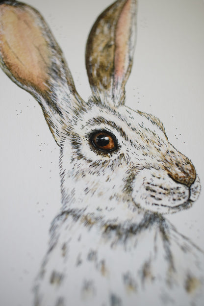 Winter Hare