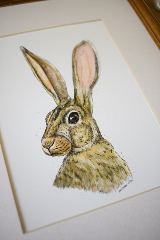 Summer Hare