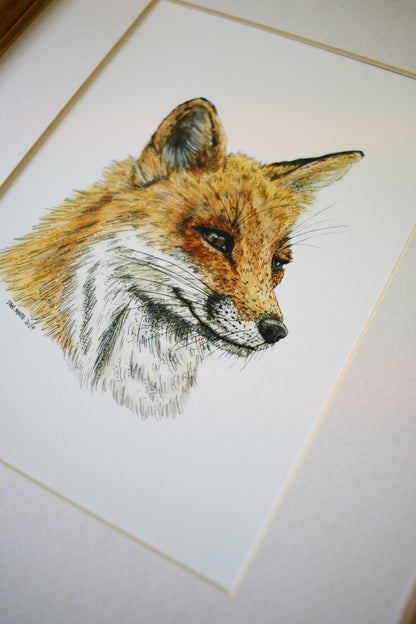 Red Fox