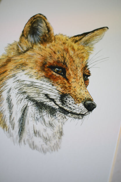 Red Fox