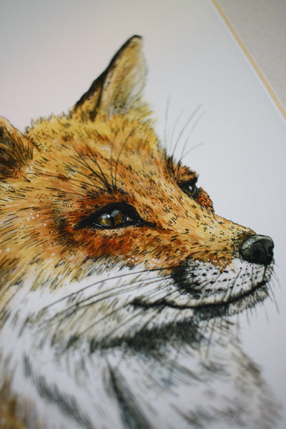 Red Fox