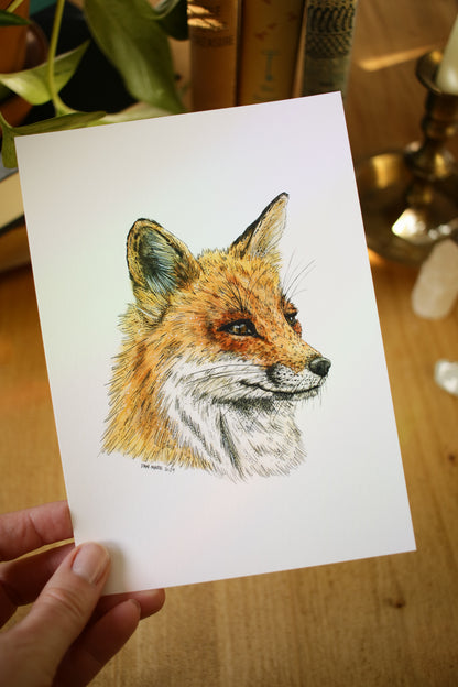 Red Fox