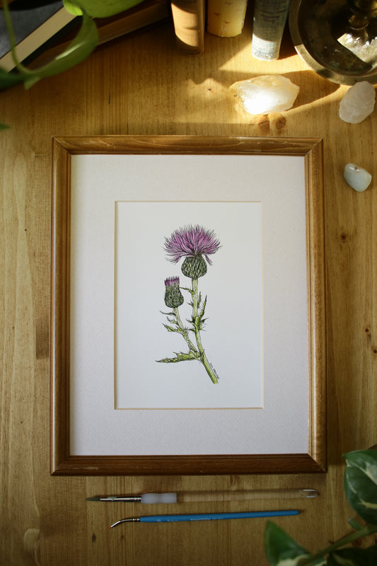 Wavyleaf Thistle