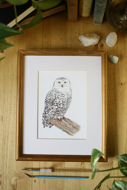 Snowy Owl