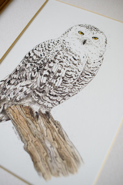Snowy Owl