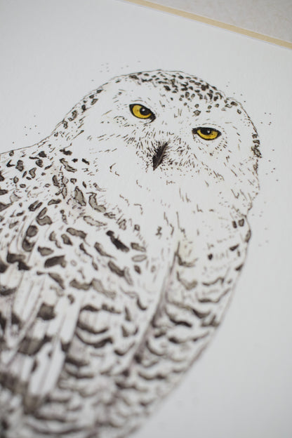 Snowy Owl