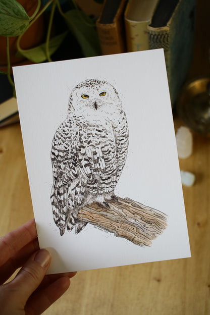 Snowy Owl