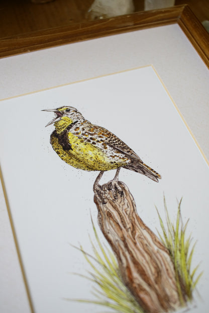 Meadow Lark