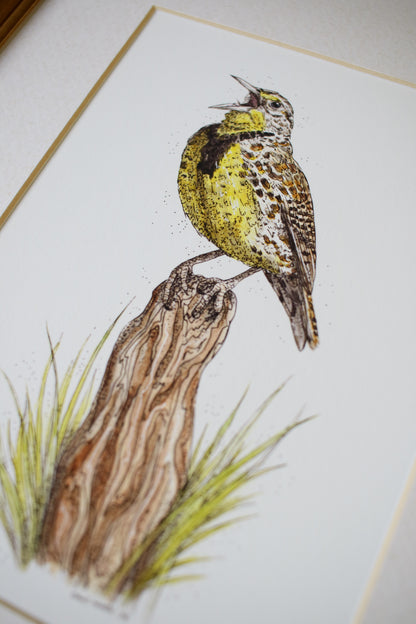 Meadow Lark