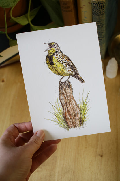 Meadow Lark
