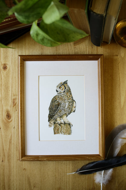 Great Horned Owl