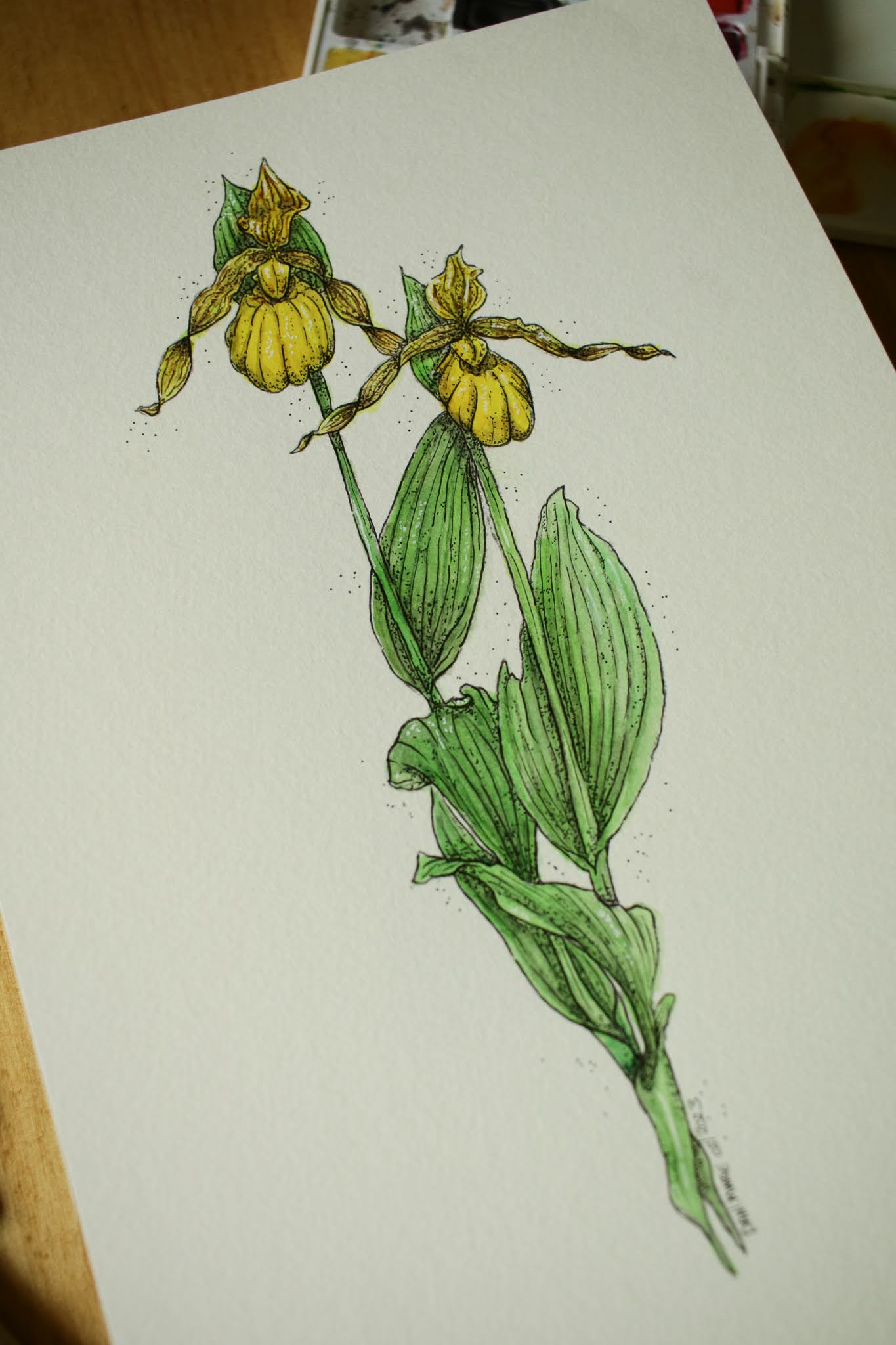 Lady Slipper - Original Watercolour Painting