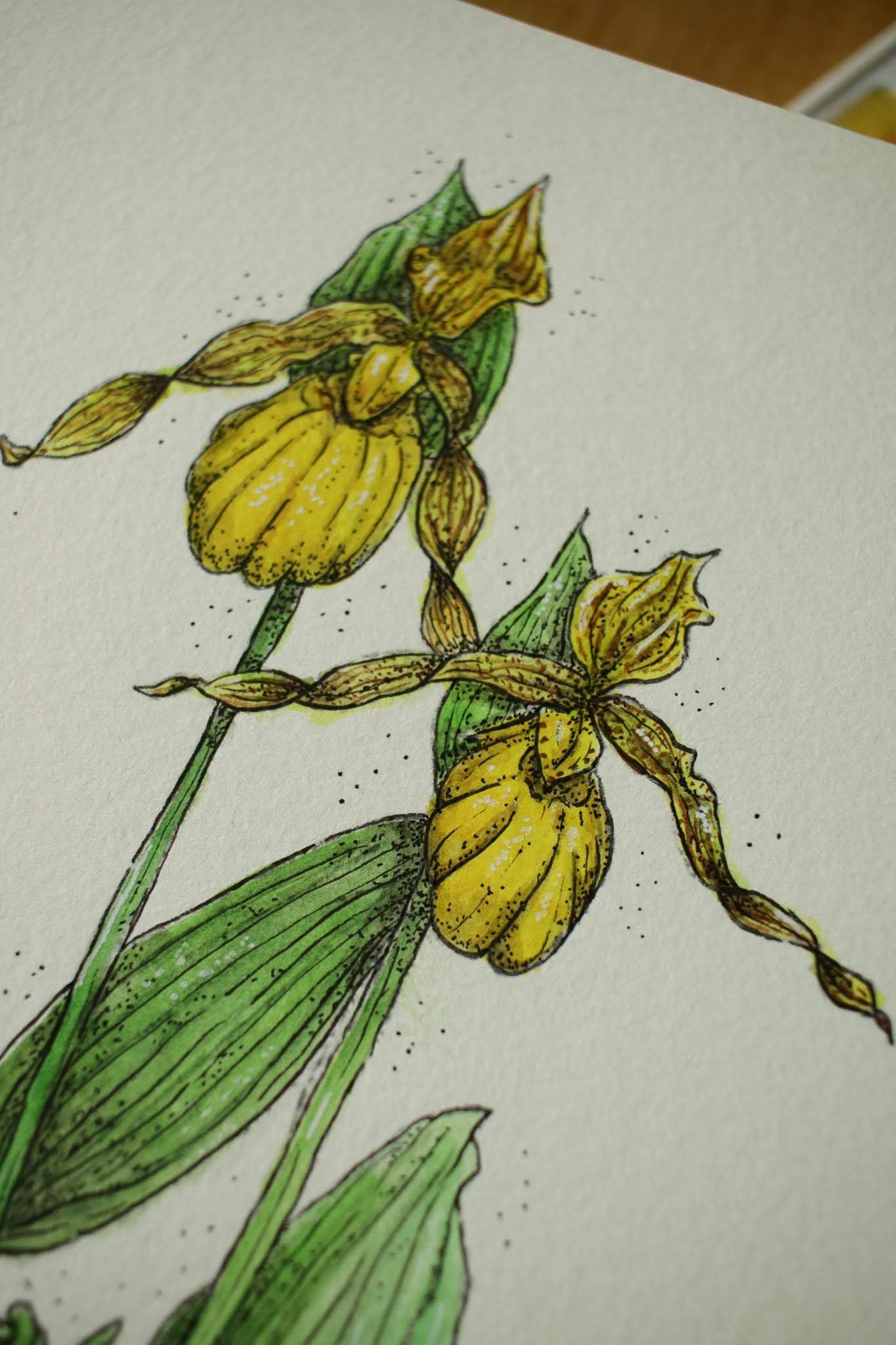Lady Slipper - Original Watercolour Painting
