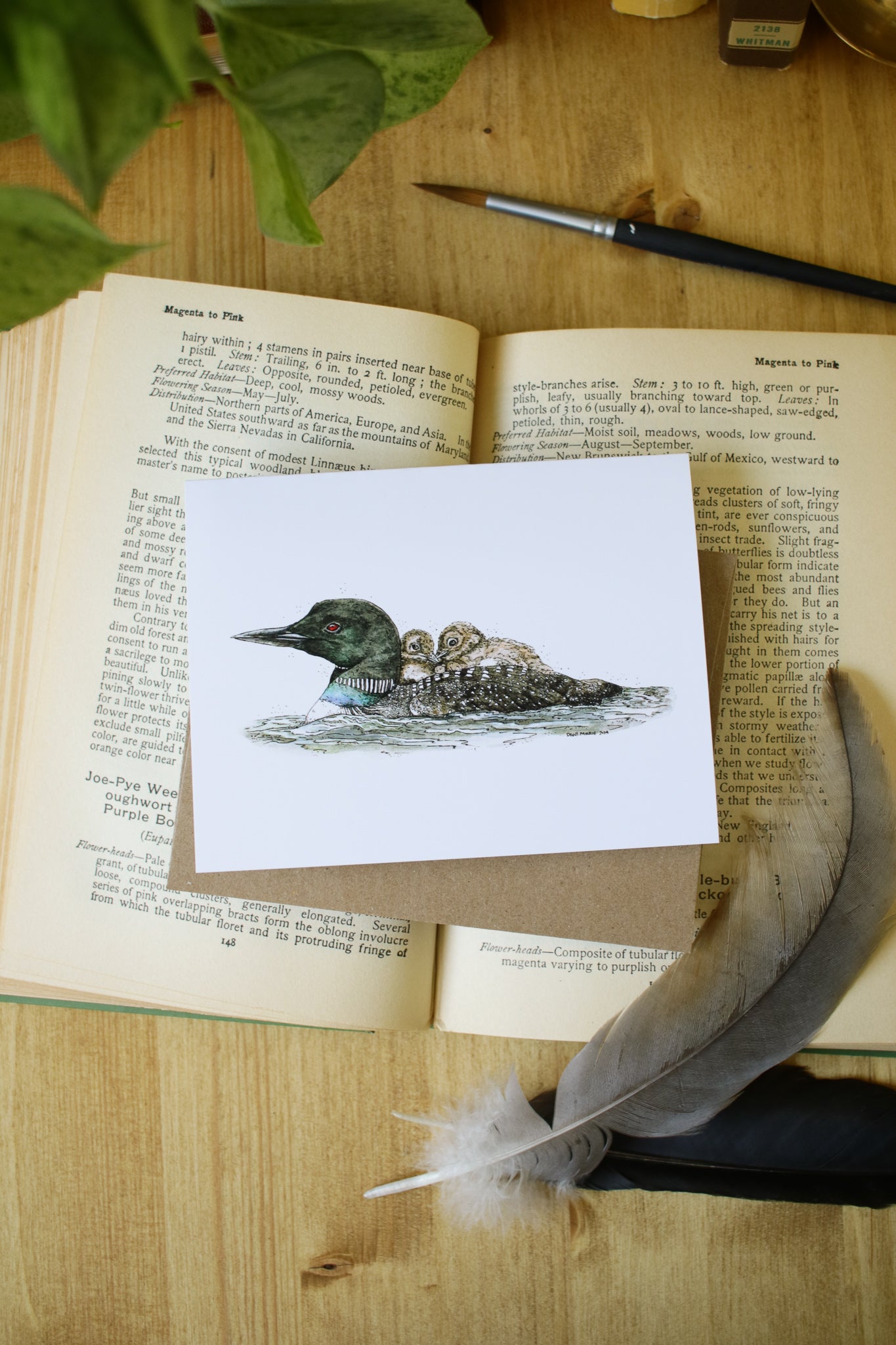 Loon with Babies - SMALL Greeting Card