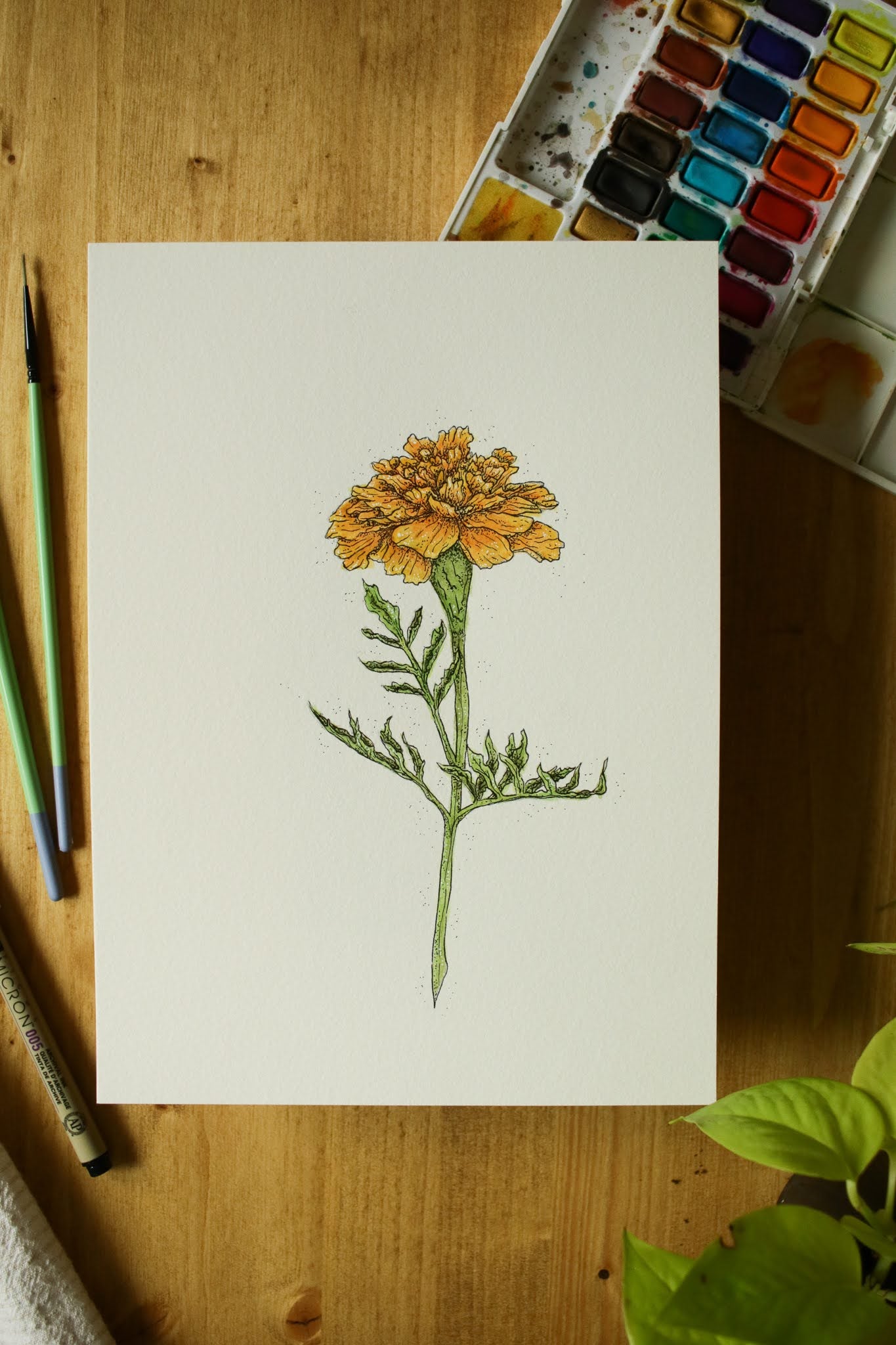 Marigold - Original Watercolour Painting