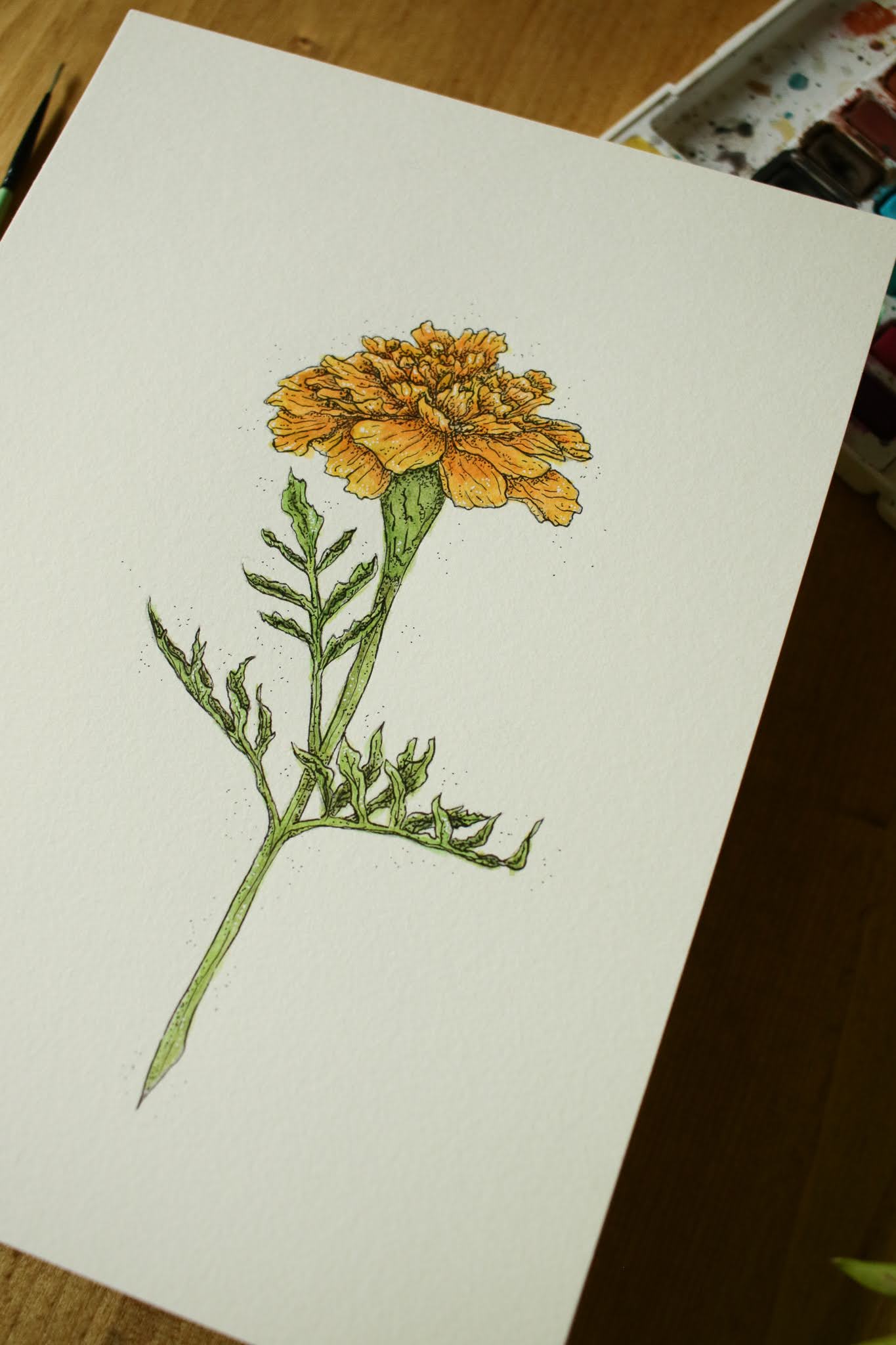 Marigold - Original Watercolour Painting