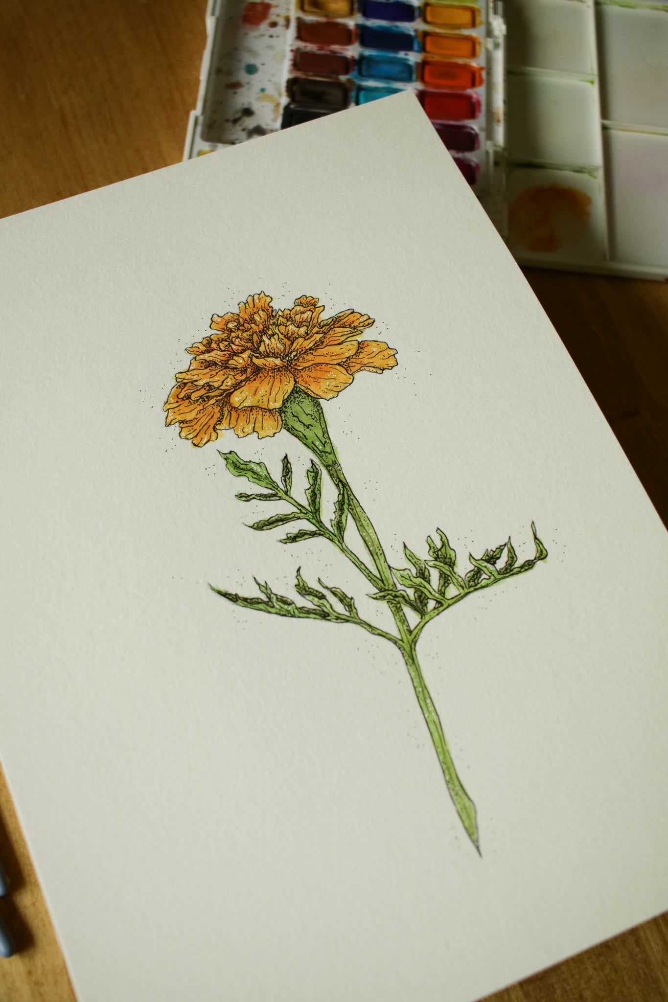 Marigold - Original Watercolour Painting