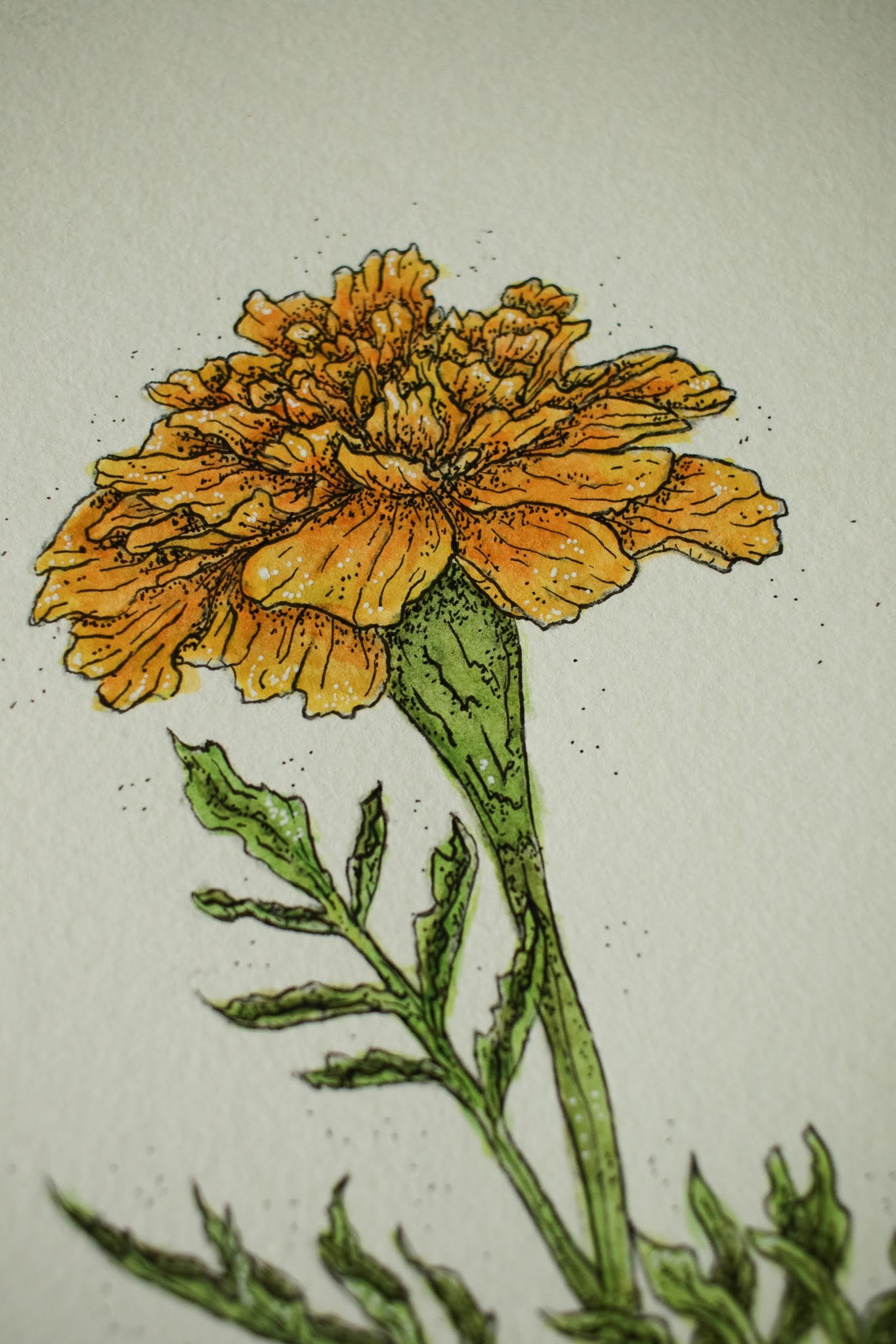 Marigold - Original Watercolour Painting