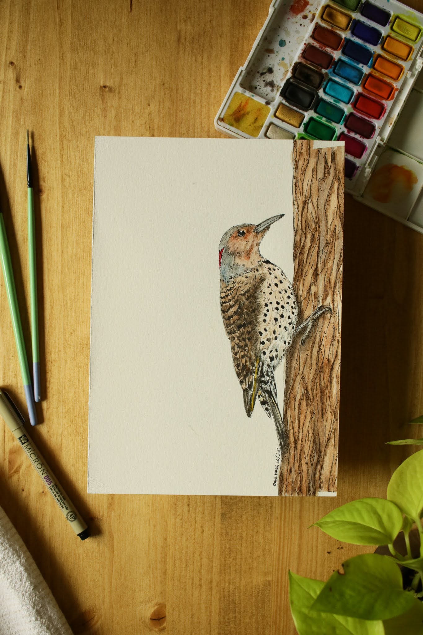 Northern Flicker (Female) - Original Watercolour Painting