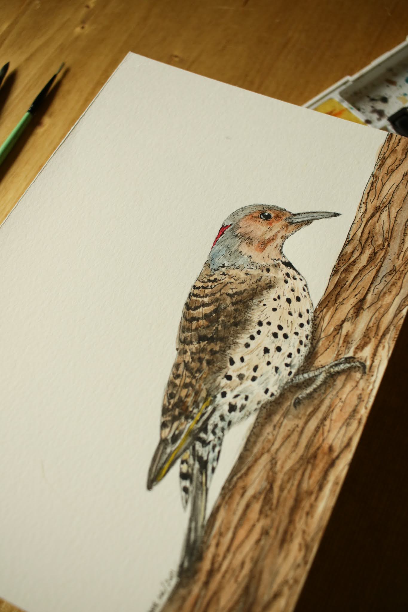 Northern Flicker (Female) - Original Watercolour Painting