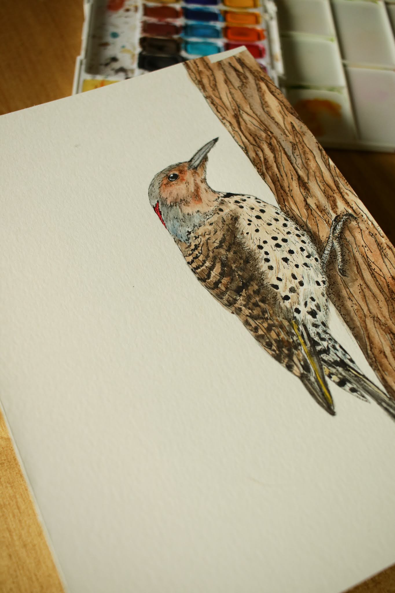 Northern Flicker (Female) - Original Watercolour Painting