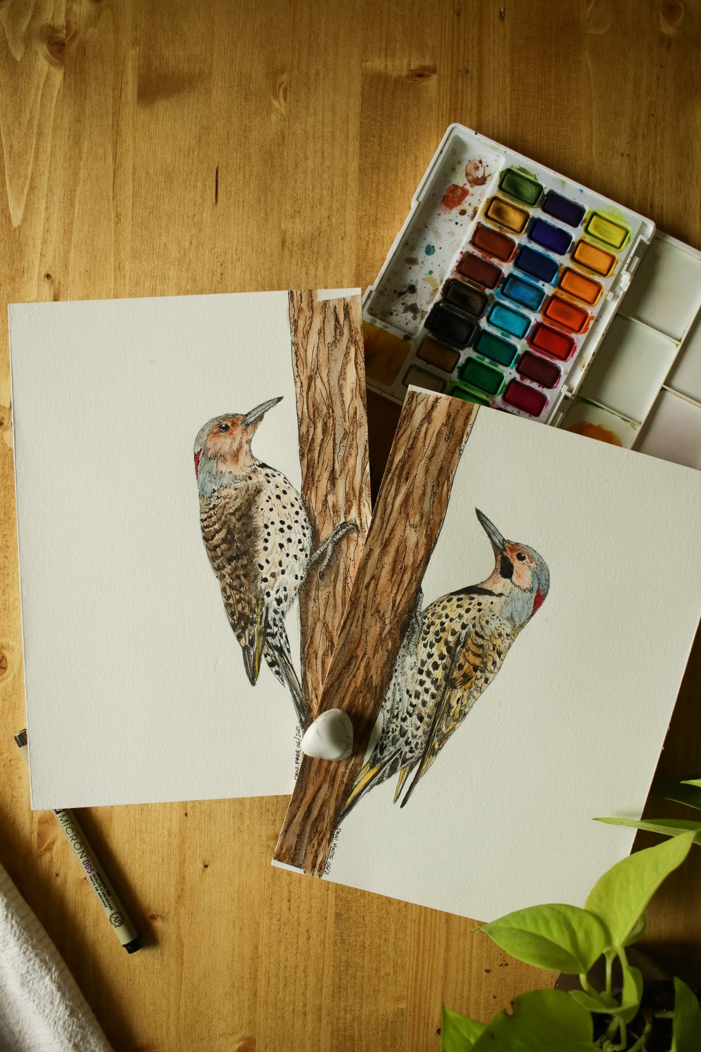 Northern Flicker (Female) - Original Watercolour Painting