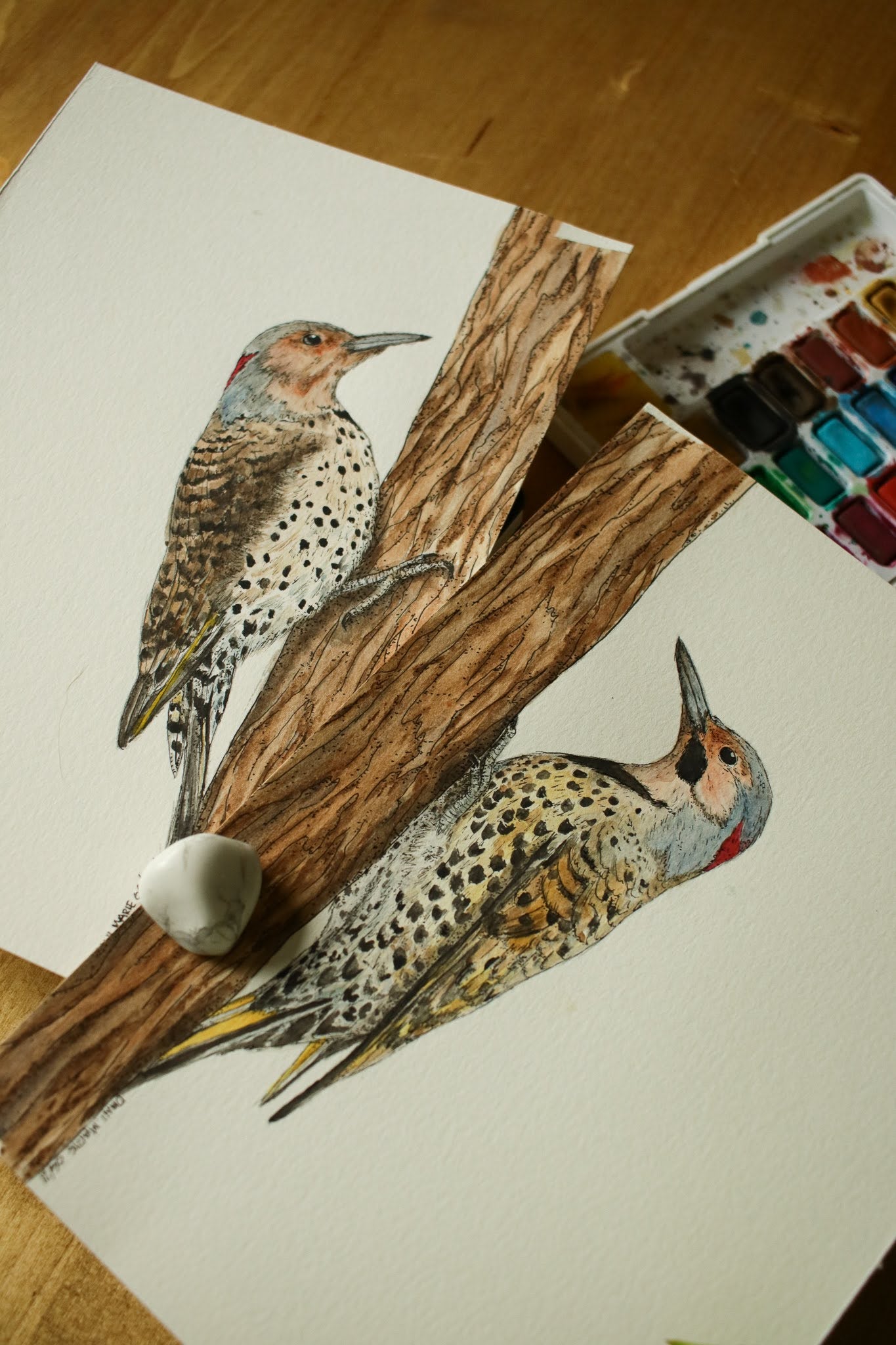 Northern Flicker (Female) - Original Watercolour Painting