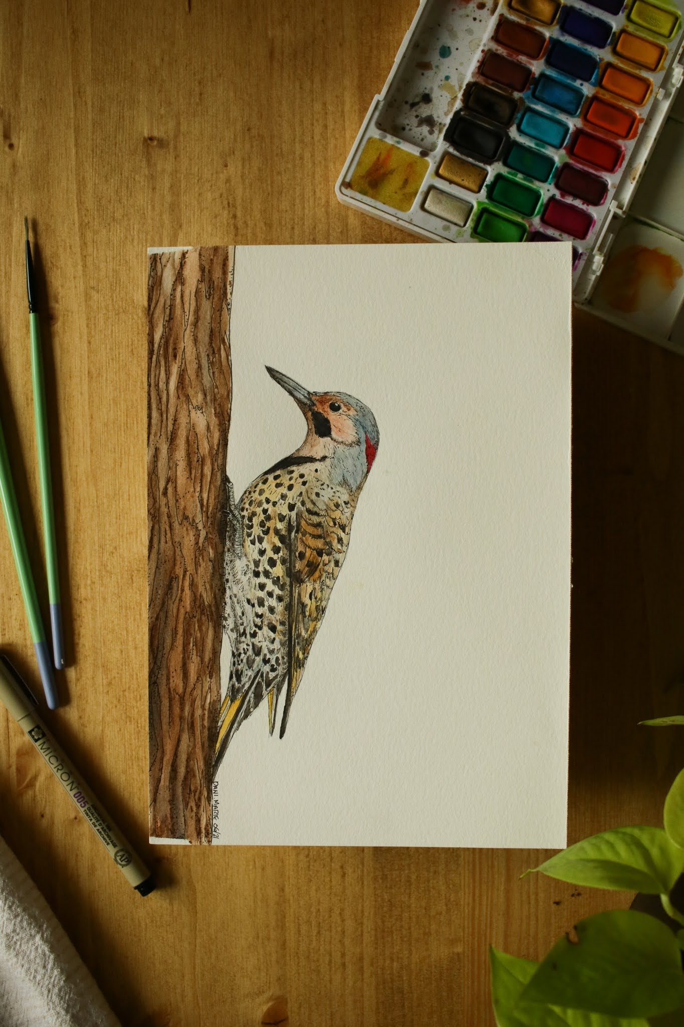 Northern Flicker (Male) - Original Watercolour Painting