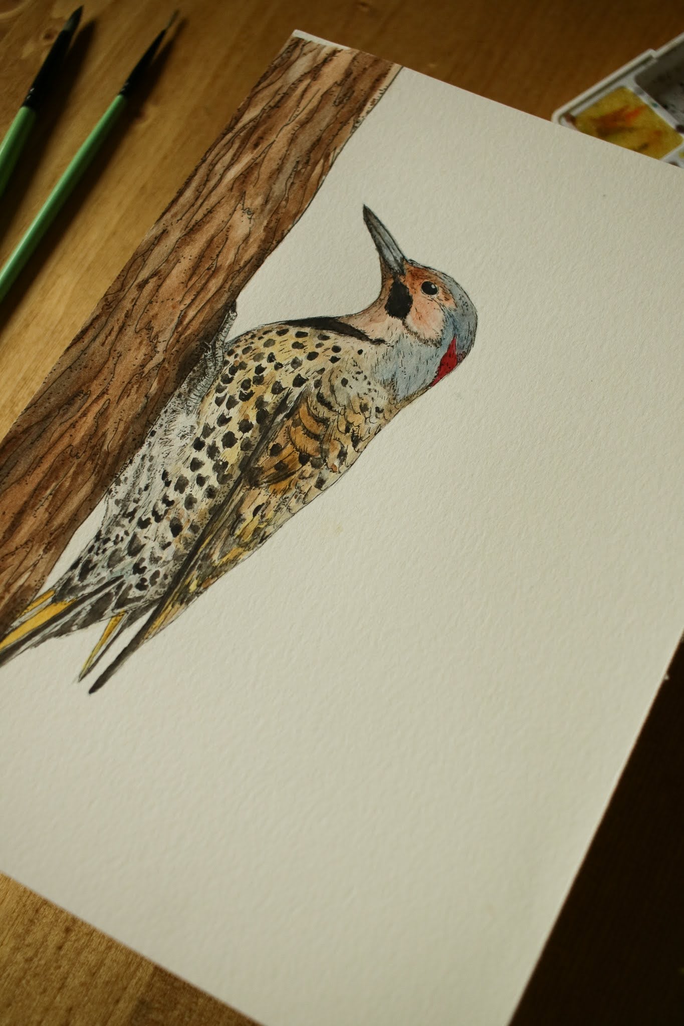 Northern Flicker (Male) - Original Watercolour Painting