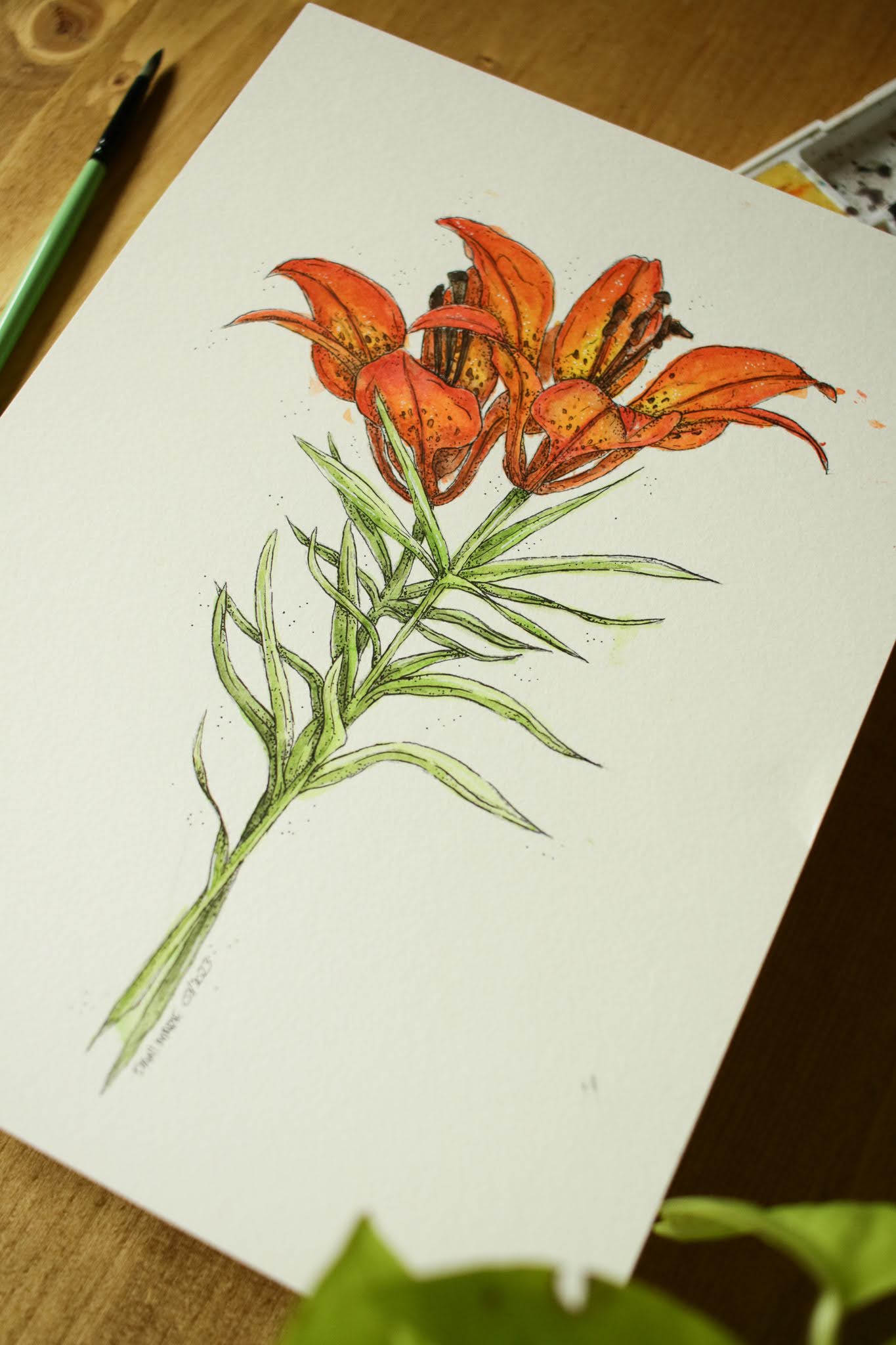 Prairie Lily - Original Watercolour Painting