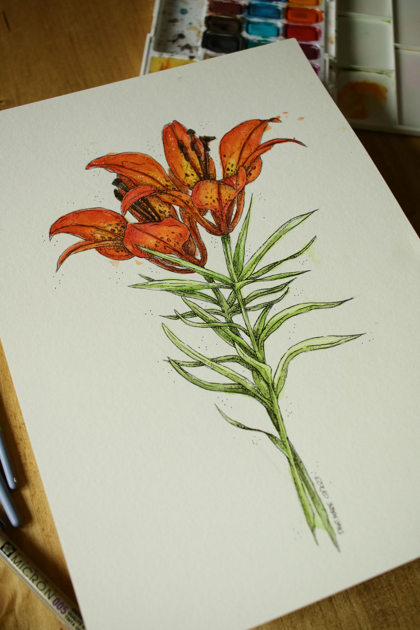 Prairie Lily - Original Watercolour Painting