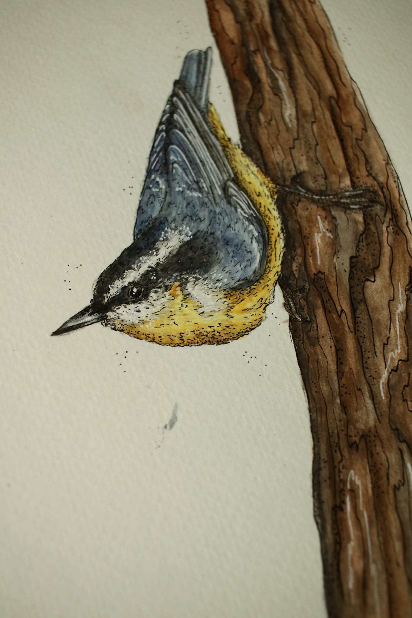 Red-breasted Nuthatch - Original Watercolour Painting