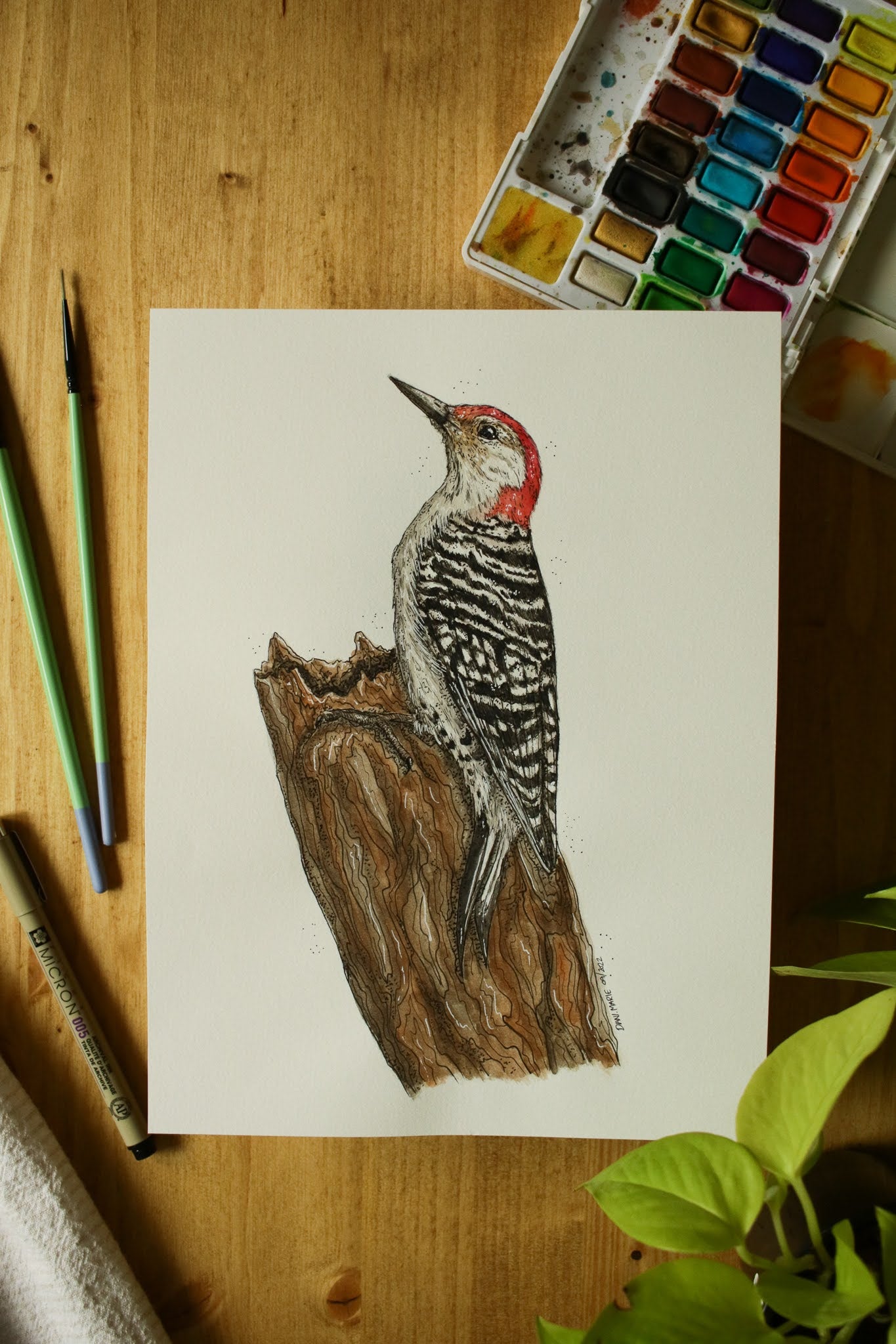 Red Bellied Woodpecker (Male) - Original Watercolour Painting