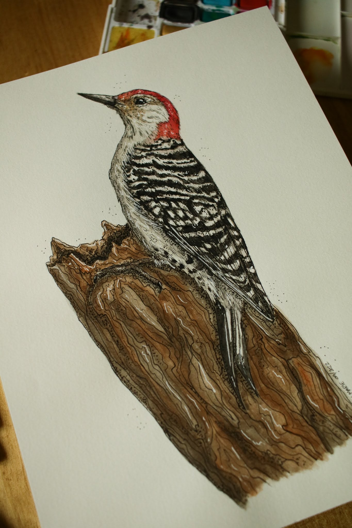 Red Bellied Woodpecker (Male) - Original Watercolour Painting