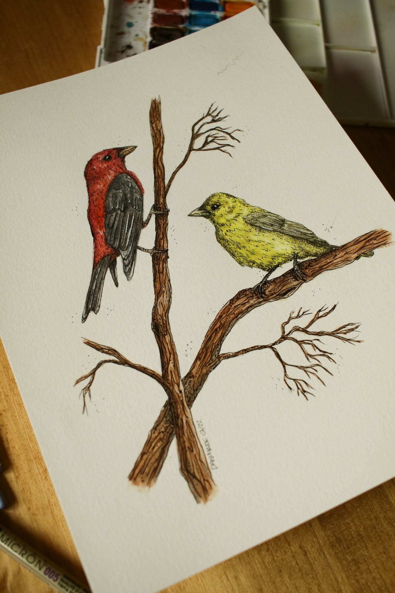 Scarlet Tanager (Male + Female) - Original Watercolour Painting