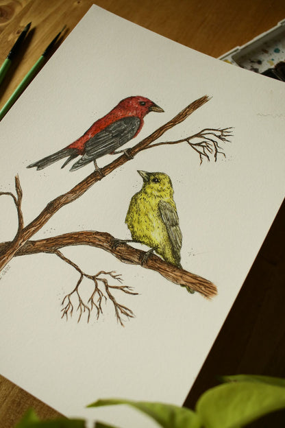 Scarlet Tanager (Male + Female) - Original Watercolour Painting