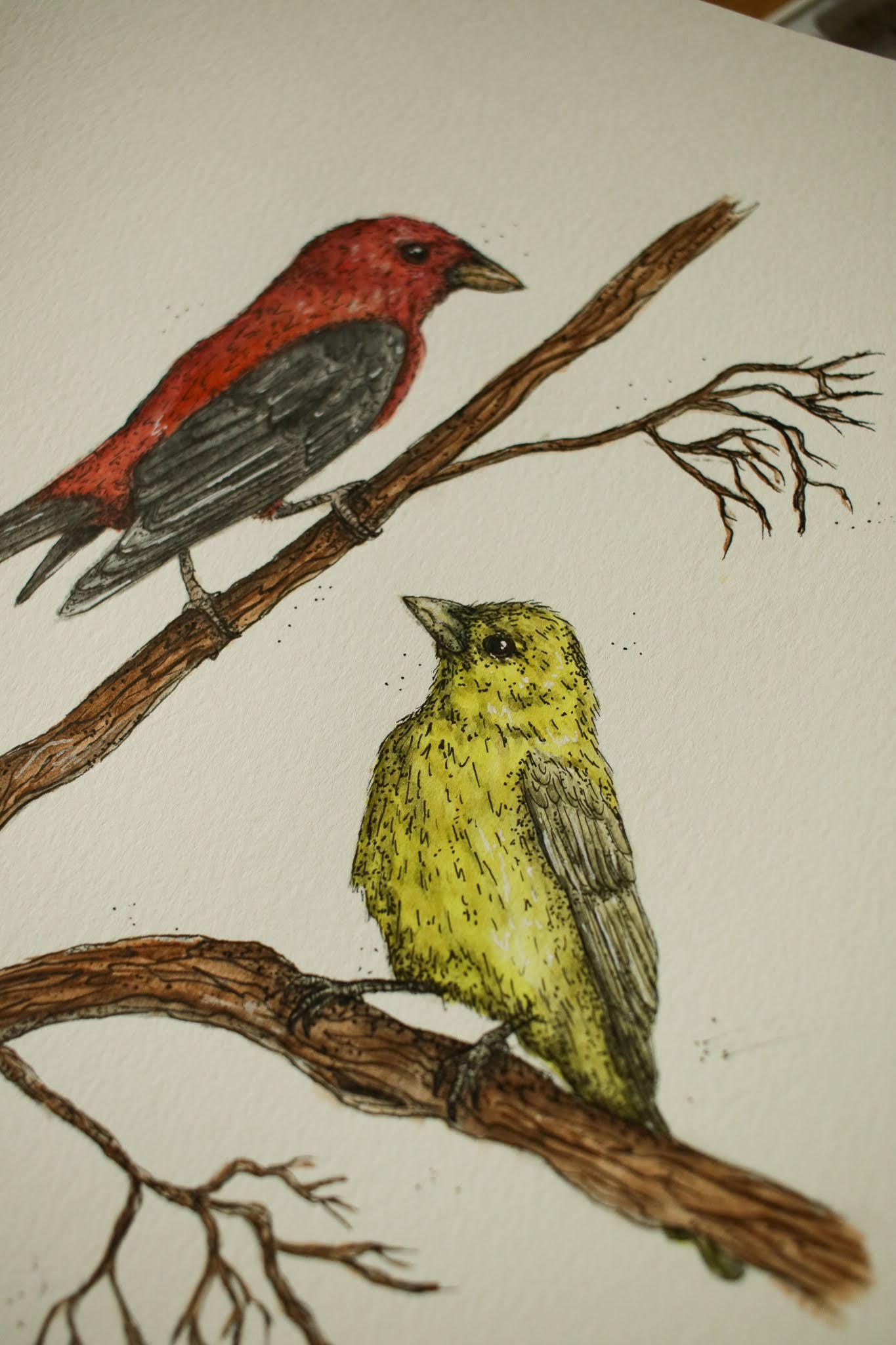 Scarlet Tanager (Male + Female) - Original Watercolour Painting